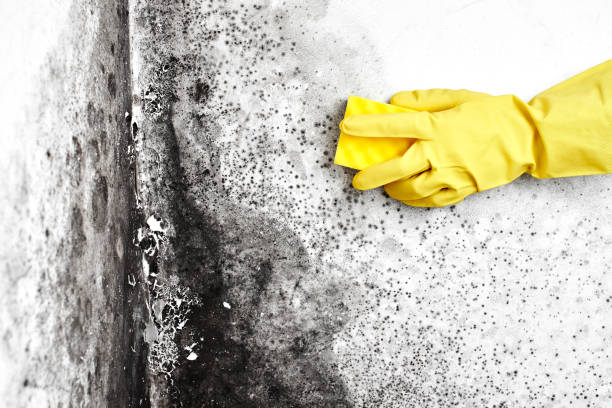 Mold Removal and Inspection in Aransas Pass, TX