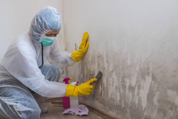 Professional Mold Removal in Aransas Pass, TX