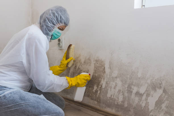 Best Toxic Mold Removal  in Aransas Pass, TX