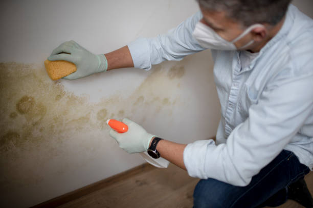 Mold Removal Process in Aransas Pass, TX