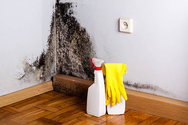 Best Attic Mold Removal  in Aransas Pass, TX