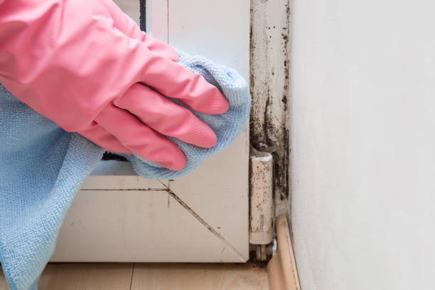 Best Commercial Mold Removal  in Aransas Pass, TX